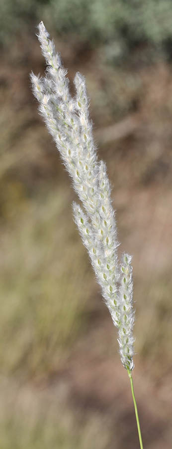  Digitaria californica v.californica