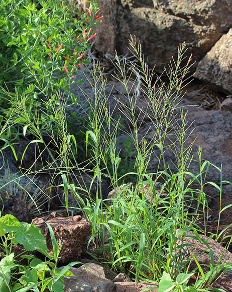  Dinebra panicea (Retzius) P.M.Peterson & N..Snow ssp.brachiata (Stuedel) P.M. Peterson & N.Snow 