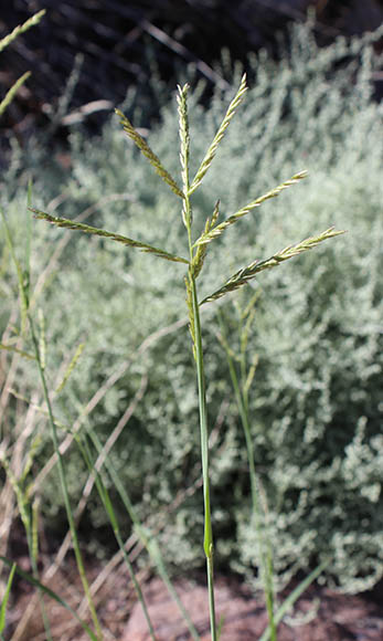  Disakisperma dubium (Kunth) P.M.Peterson & N.Snow