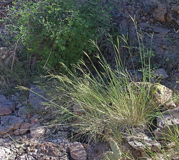  Disakisperma dubium (Kunth) P.M.Peterson & N.Snow