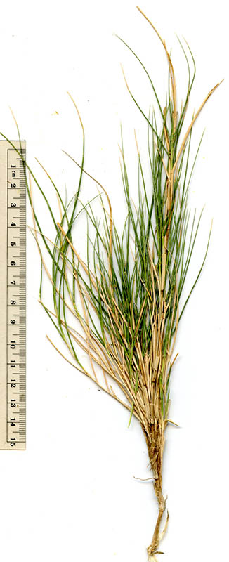  Distichlis spicata