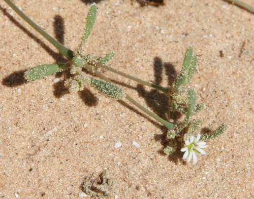  Drymaria viscosa