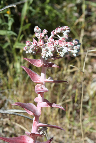  Dudleya arizonica