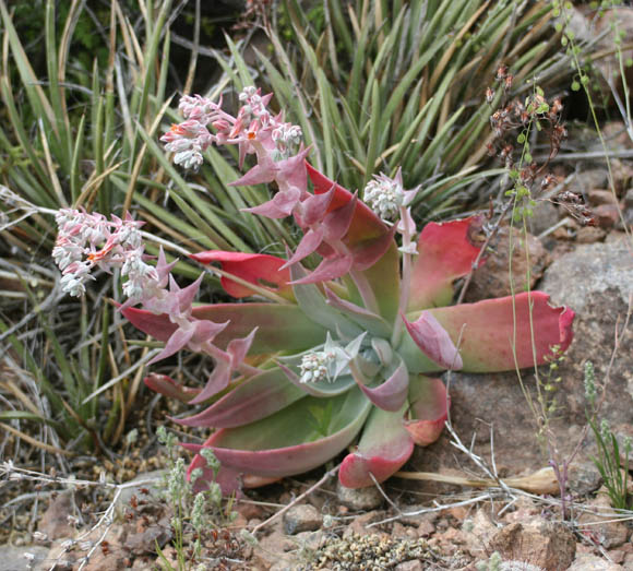  Dudleya arizonica