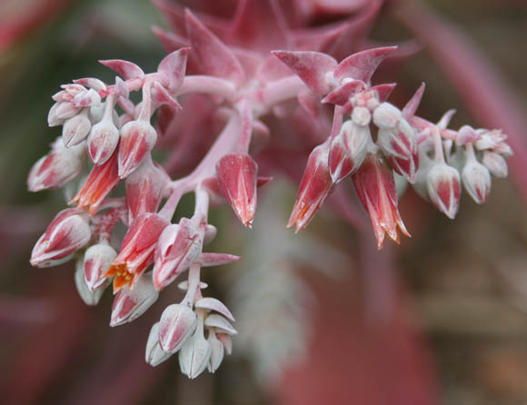  Dudleya arizonica