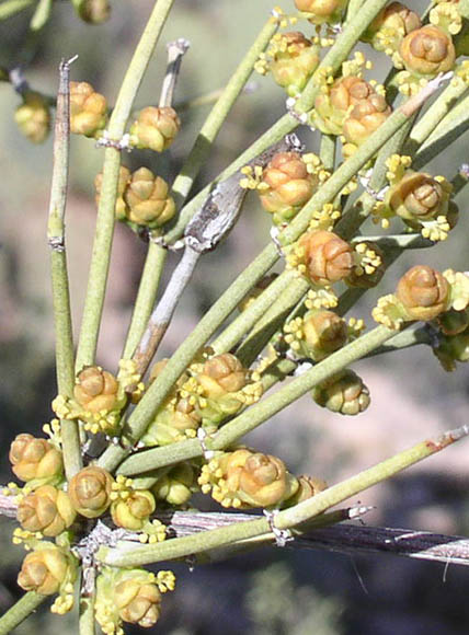  Ephedra aspera Engelmann ex S. Watson