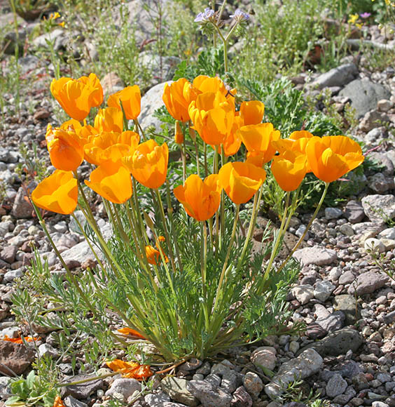  Eschscholtzia californica ssp. mexicana