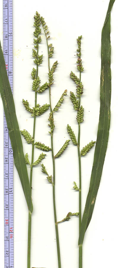  Echinochloa colona