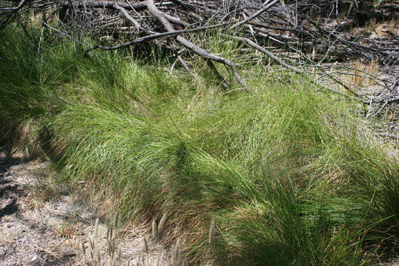  Eleocharis rostellata