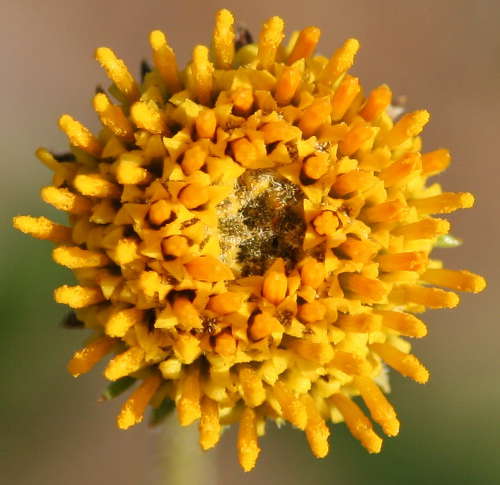  Encelia frutescens