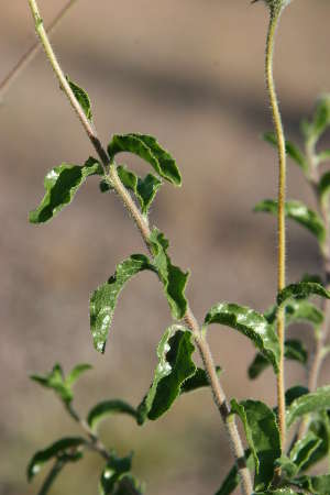  Encelia frutescens