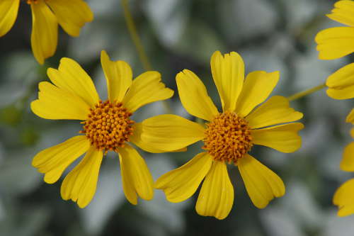  Encelia farinosa