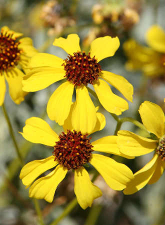  Encelia farinosa