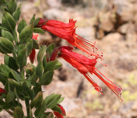  Epilobium canum ssp.latifolium