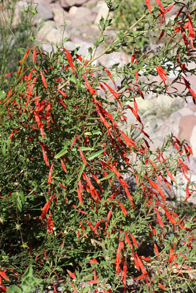  Epilobium canum ssp.latifolium