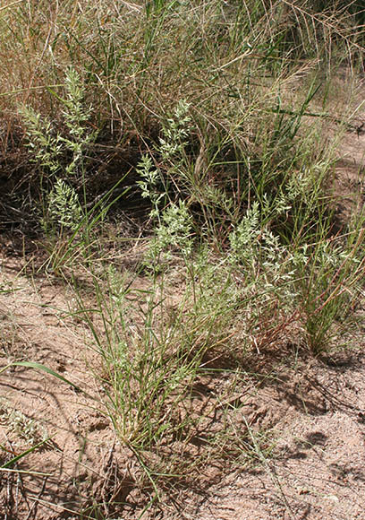  Eragrostis cilianensis