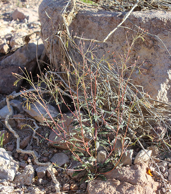  Eremothera chamaenerioides