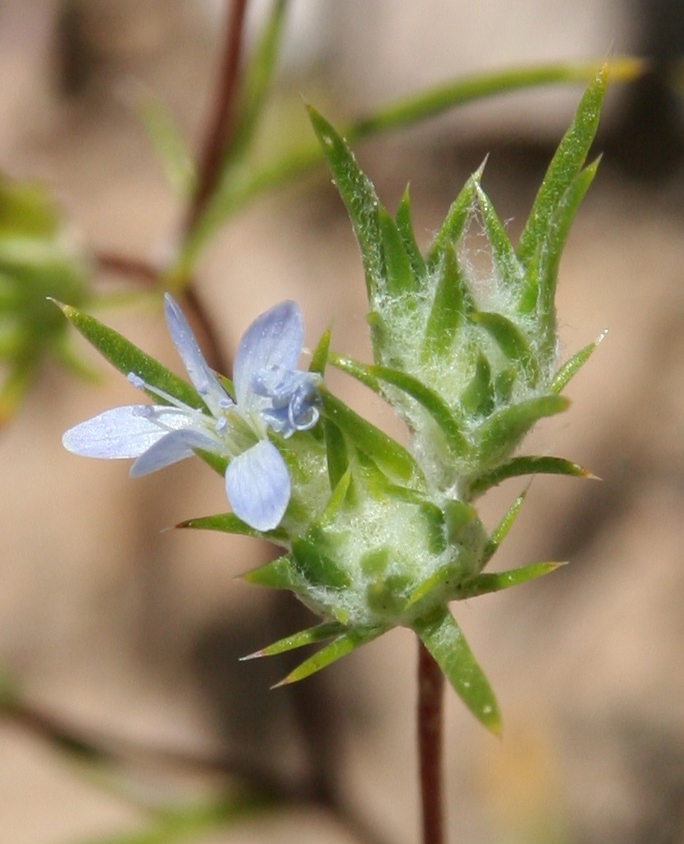  Eriastrum diffusum