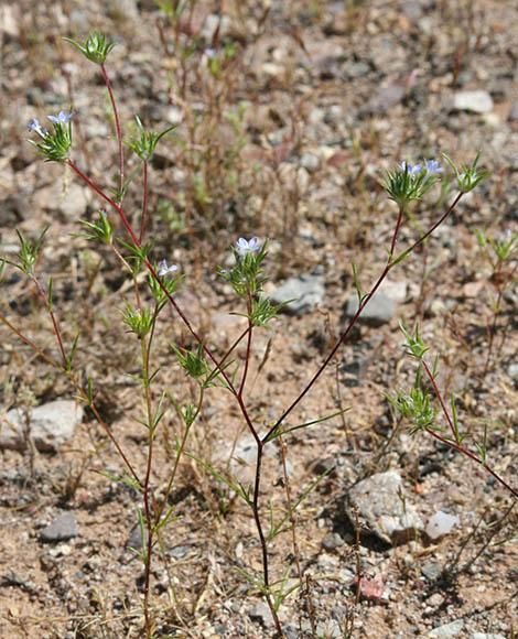  Eriastrum diffusum