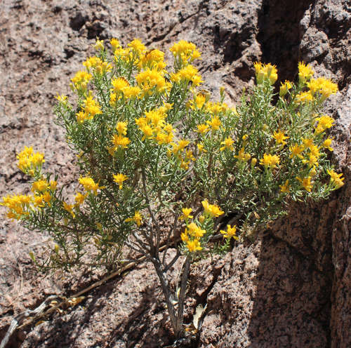  Ericameria laricifolia