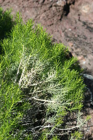  Ericameria laricifolia