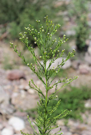  Erigeron canadensis