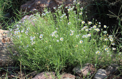  Erigeron lobatus