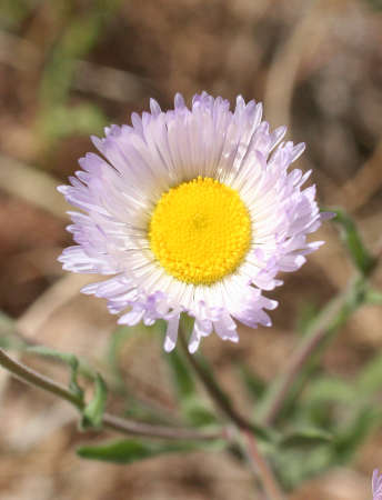  Erigeron lobatus