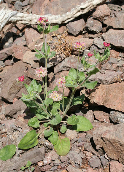  Eriogonum abertianum