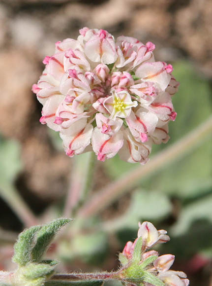  Eriogonum abertianum