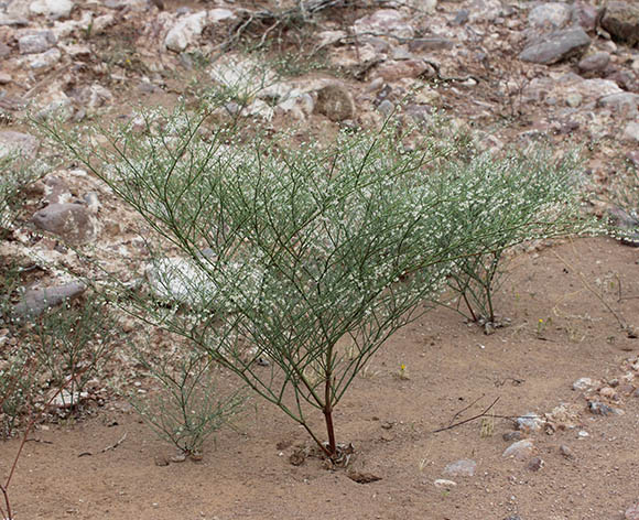  Eriogonum deflexum v.deflexum