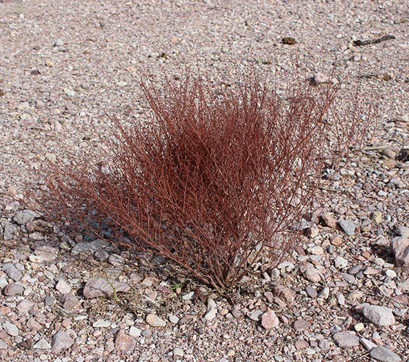  Eriogonum deflexum v.deflexum