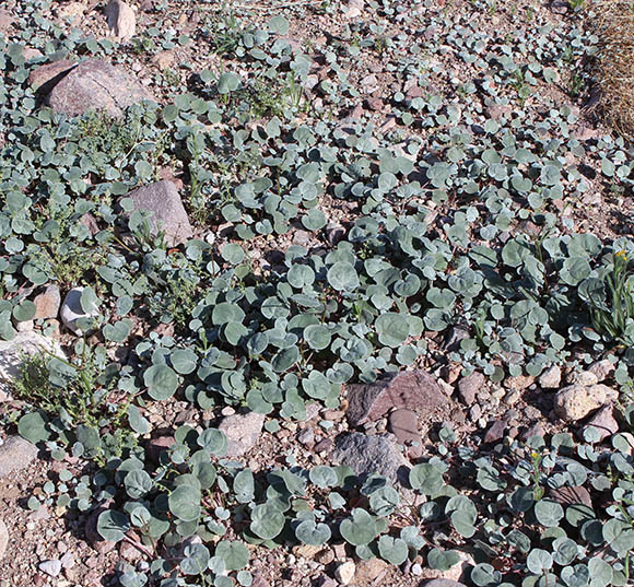  Eriogonum deflexum v.deflexum