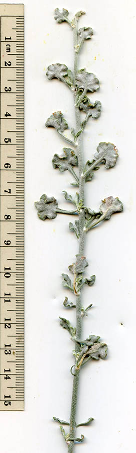  Eriogonum deserticola