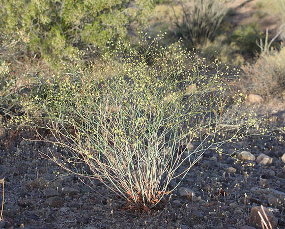  Eriogonum inflatum