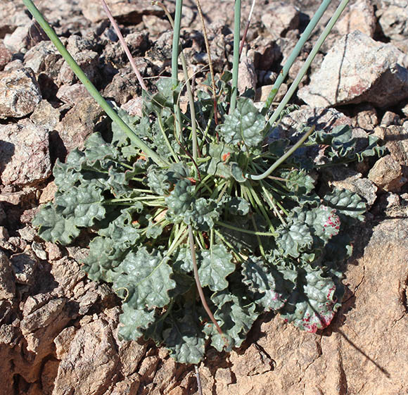  Eriogonum inflatum