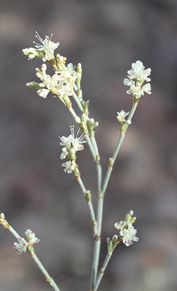  Eriogonum wrightii v.nodosum