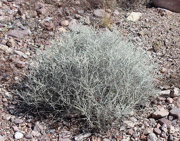  Eriogonum wrightii v.nodosum