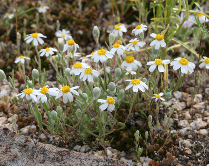  Eriophyllum lanosum