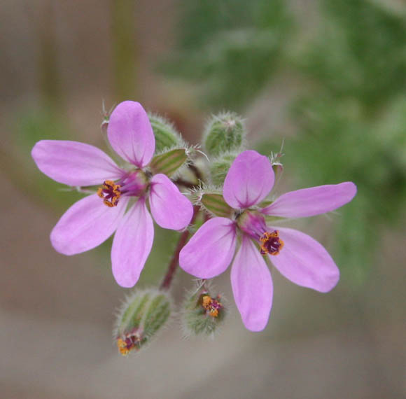  Erodium cicutarium