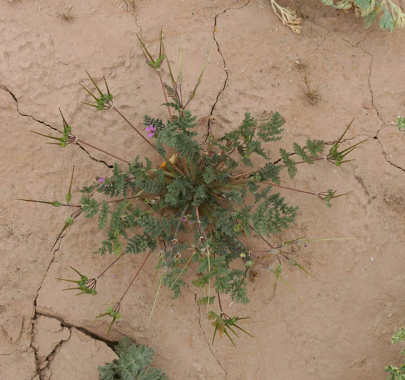  Erodium cicutarium