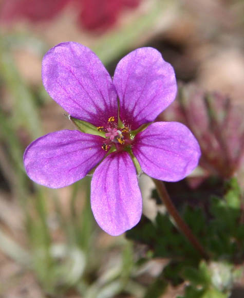  Erodium texanum