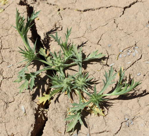  Eryngium nasturtiifolium