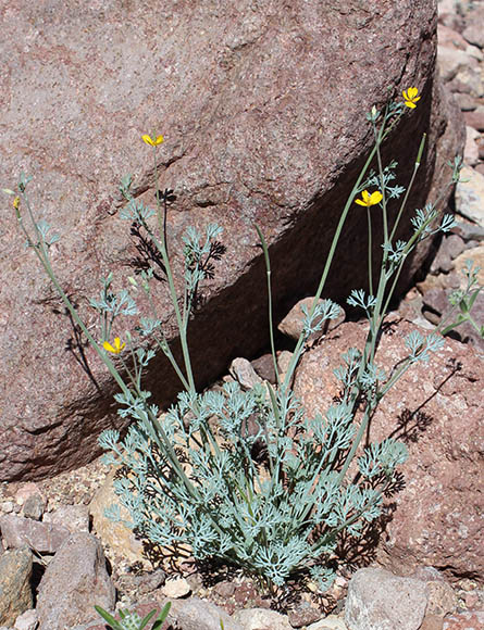  Eschscholzia minutiflora