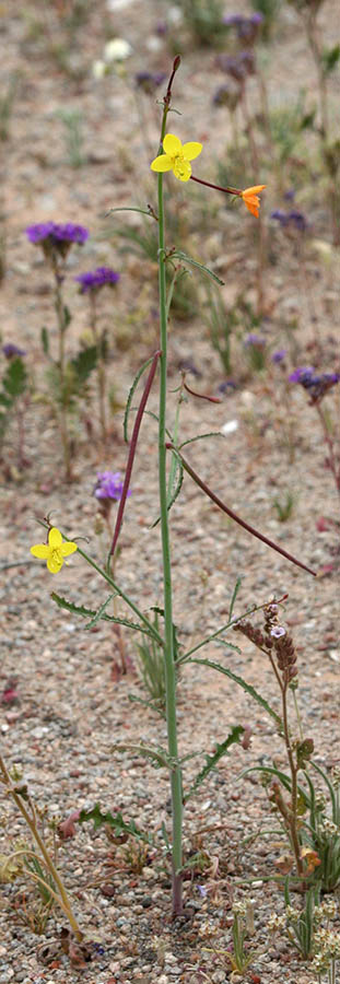  Eulobus californicus