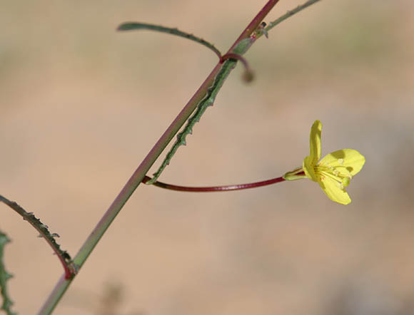  Eulobus californicus