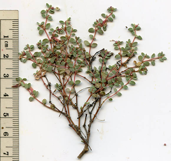  Euphorbia melanadenia