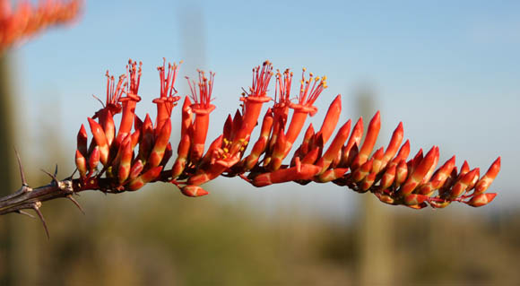  Fouquieria splendens ssp.splendens