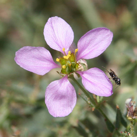  Fagonia longipes Standley 