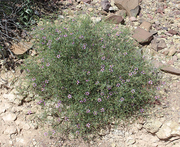  Fagonia longipes Standley 